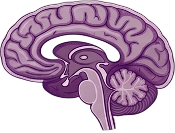 Brain