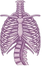 Spine
