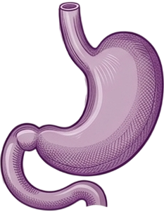 Stomach